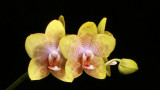 20162618 - Phal. Lemon Sparkle 'Noelridge Surprise' HCC/AOS (78-points) 2-20-2016 (Friends of Noelridge)