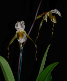 20162580 - Paph. Matienzo's Condor 'Luis' AM/AOS (81-points) 6-11-2016 (Arnold Klehm)