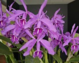 20162623  -   Cattleya maxima Elegance  AM/AOS  (Points-84)   9-10-2016 (William Rogerson) 