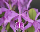 20162623  -  Cattleya  maxima Elegance AM/AOS   (Points-84) 9-10-2016  (William Rogerson)  