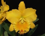 20162599  -  RLC Lois Smith  Annalees Delight  AM/AOS  (Ponts-85)   9-17-2016  (Natts Orchids)