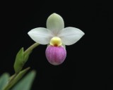 20162627 - Phrag. manzurii 'Rojohn' HCC/AOS (Points-77) 9-17-2016 (Claire Rojohn)