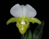 20162641 -  Paph. charlesworthii  var. album  Anns Jewel  AM/AOS  (Points-81)   10-15-2016   (Deno Kandis)