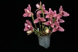 20171452 - Lycaste Abou First Spring 'Timberlane' CCM/AOS (80-points) 1-14-2017 (Marcia Whitmore) plant