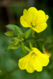 Wildflowers