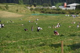 Auch ein Rosengewchs: Erdbeerfeld in Bad Erlach