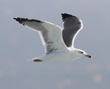 Yellow-legged Gull (Larus michahellis)