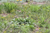 Yellow Wagtail (Motacilla flava)
