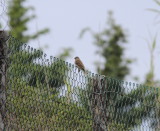 Common Rosefinch ( Carpodacus erythrinus)