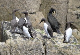 Guillemot (Uria aalge).jpg