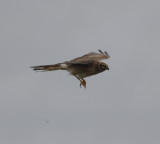 Pallid harrier (Circus macrourus)