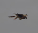 Pallid harrier (Circus macrourus)