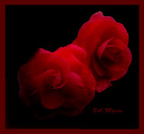 Begonias New Season..2014...15
