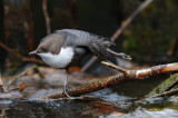 300_5522F zwartbuikwaterspreeuw (Cinclus cinclus cinclus, Black-bellied Dipper).jpg