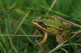 700_9458F groene kikker (Rana esculenta synklepton).JPG