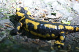 DSC09960F vuursalamander (Salamandra salamandra, Fire Salamander).jpg