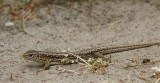 DSC01902F zandhagedis (Lacerta agilis, Sand lizard).jpg