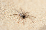 700_2420F gewone zandwolfspin (Arctosa perita).jpg
