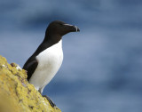 DSC02629F alk (Alca torda, Razorbill).jpg