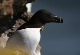 DSC02720F alk (Alca torda, Razorbill).jpg