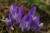 DSC02933F.jpg