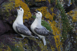 DSC02283F noordse stormvogel (Fulmarus glacialis, Northern fulmar).jpg
