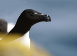 DSC02645F alk (Alca torda, Razorbill).jpg