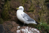DSC02553F drieteenmeeuw (Rissa tridactyla, Black-legged kittiwake).jpg