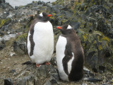 IMG_0211F ezelspinguin (Pygoscelis papua, Gentoo Penguin).jpg