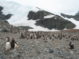 IMG_0308F ezelspinguin (Pygoscelis papua, Gentoo Penguin).jpg