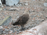 IMG_0316F zuidelijke grote jager (Stercorarius antarcticus, Brown subantarctic skua).jpg