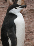 IMG_0193F kinbandpinguin (Pygoscelis antarctica, Chinstrap penguin).jpg