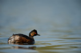 D40_7170F geoorde fuut (Podiceps nigricollis, Black-necked Grebe).jpg