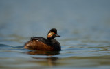 D40_7155F geoorde fuut (Podiceps nigricollis, Black-necked Grebe).jpg