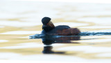 D40_7047H geoorde fuut (Podiceps nigricollis, Black-necked Grebe).jpg