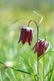 D40_6918F kievitsbloem (Fritillaria meleagris, Fritillary).jpg