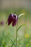 D40_6878F kievitsbloem (Fritillaria meleagris, Fritillary).jpg