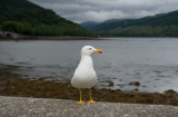 D4_8911F kleine mantelmeeuw (Larus fuscus, Lesser Black-backed Gull).jpg