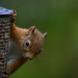 D4_9079F eekhoorn (Red Squirrel).jpg