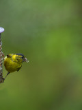 D4_9110Fsijs (Carduelis spinus, Siskin).jpg