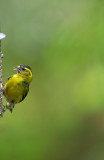 D4_9125F sijs (Carduelis spinus, Siskin).jpg