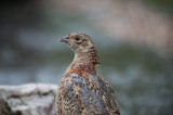 D4_9230F fazant (Phasianus colchicus, Common Pheasant).jpg