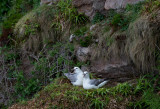 D4_9567F noordse stormvogel (Fulmarus glacialis, Northern Fulmar).jpg