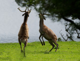D4_9433H edelhert (Red deer).jpg