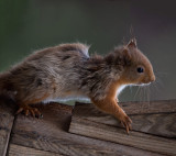 D4_9251F eekhoorn (Red Squirrel).jpg