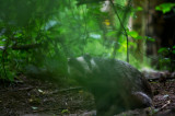 D4_9852F das (Meles meles, Badger).jpg