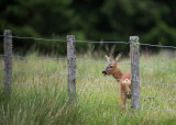 D4_9614F ree (Capreolus capreolus, Roe).jpg