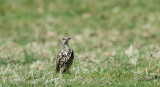 D4_7031F grote lijster (Turdus viscivorus, Mistle thrush).jpg