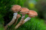 D4_0089F sombere honingzwam (Armillaria ostoyae).jpg