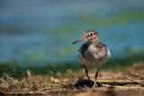 700_6278F oeverloper (Actitis hypoleucos, Common Sandpiper).jpg